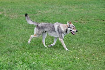 Naklejka na ściany i meble Czechoslovak wolfdog is running on a green grass in the park. Pet animals.