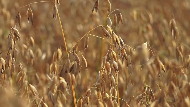 The oat, sometimes called the common oat, is a species of cereal grain grown for its seed, which is known by the same name. While oats are suitable for human consumption as oatmeal and rolled oats, on