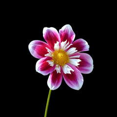 Beautiful motley dahlia isolated on a black background