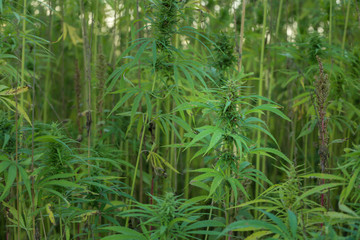 Cannabis grows in the summer countryside farm field
