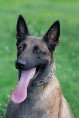 Portrait of cute belgian sheepdog is sitting with lolling tongue. Pet animals.