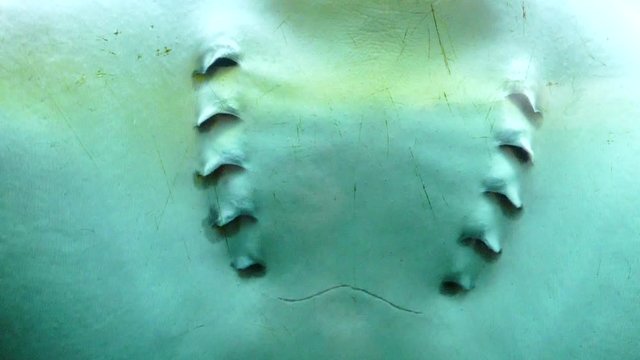 Raie manta dans aquarium, 100 images secondes