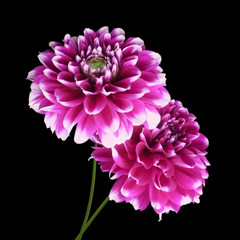 Two colorful dahlia isolated on a black background