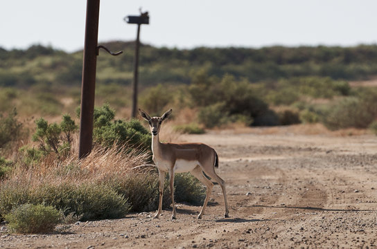 Springbok, Sand Gazelle (Gazella Marica), Arabian Peninsula