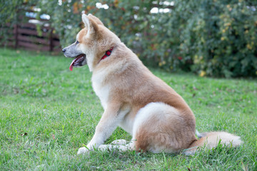 Naklejka na ściany i meble Cute akita inu puppy is sitting on a green meadow. Pet animals.