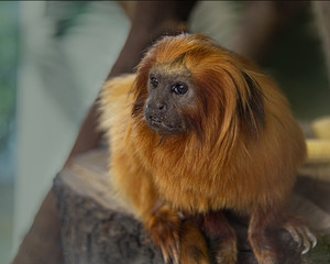 Golden Lion Tamarind In captivity