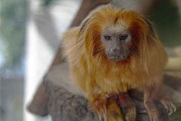 Golden Lion Tamarind In captivity