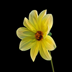 Yellow flower dahlia isolated on a black background