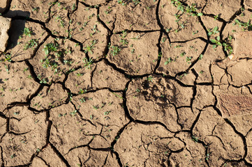 Land with Dry and Cracked Ground, with Young Plants Growing out. Background Texture. Top View