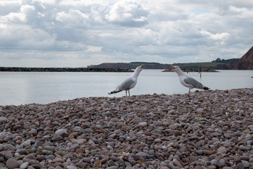 Seagulls by the beach