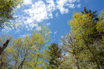 Obraz premium Bright green trees against blue sky