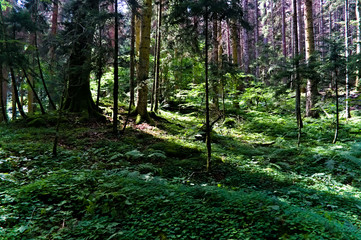 Obraz premium ivy, green leafs cover the forest ground floor