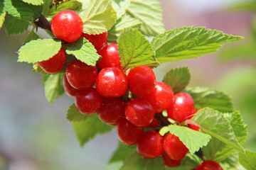 Red nanking cherries on a tree in the early summer. Prunus tomentosa, Cerasus tomentosa.