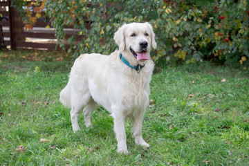 Cute golden retriever is standing on a green meadow with lolling tongue. Pet animals.
