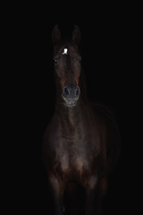portrait of beautiful dark sorrel horse isolated on black background