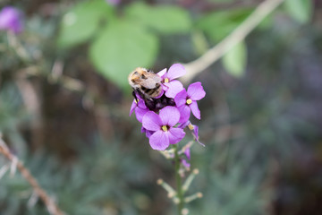 Bee on a purple plant