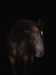 portrait of beautiful bay horse isolated on black background
