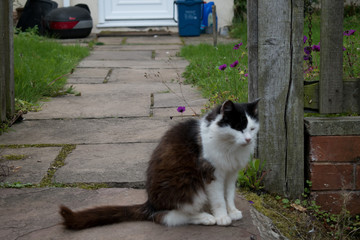 Cat by a gate