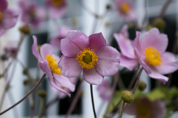 Purple flower