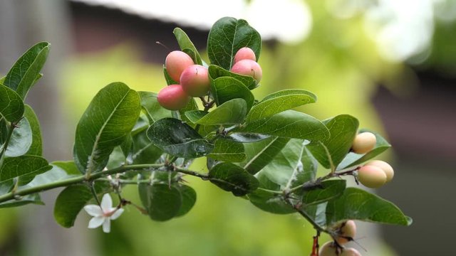 Carunda or Karonda Fruit for health