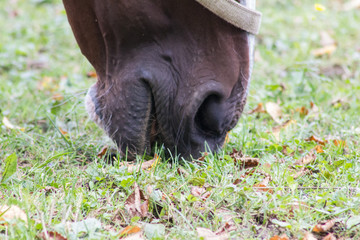 Pferdemaul beim Grasen Seitliche Ansicht