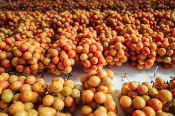 Cherry tomatoes hanging on the wall in the south of Italy