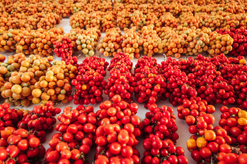 Cherry tomatoes hanging on the wall in the south of Italy