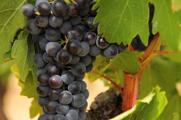 cluster of raw blue grape hanging in a vine, grape bush 