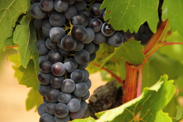 cluster of raw blue grape hanging in a vine, grape bush 