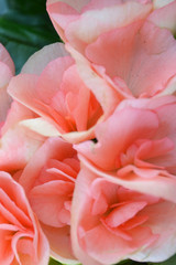 Beautiful Pink or coral begonia flowers background, vertical image