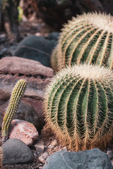 Two thick round cacti and one long thin among the stones. Bright needles. Focus on the near cactus. Granite stones red and gray.