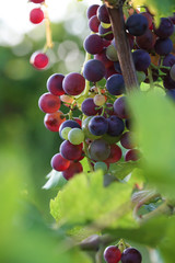 Bunch of grape on branch in vineyard