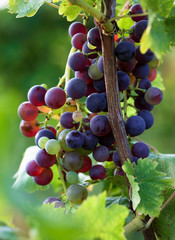 Bunch of grape on branch in vineyard