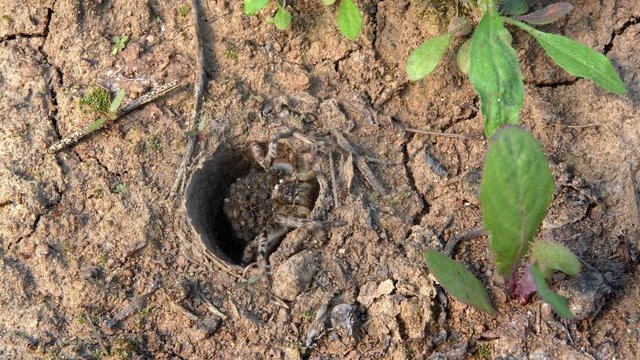 South Russian tarantula wolf spider (Lycosa singoriensis) mother with offspring