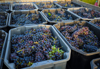  Bunch of grape in crates in vineyard