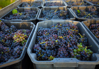  Bunch of grape in crates in vineyard