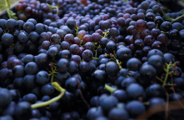 Bunch of grape on branch in vineyard