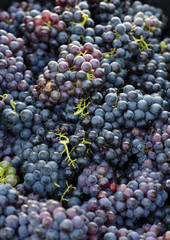 Bunch of grape on branch in vineyard