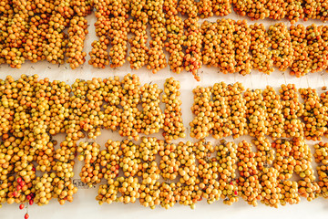 Cherry tomatoes hanging on the wall in the south of Italy