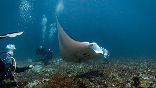 Taucher mit Mantarochen