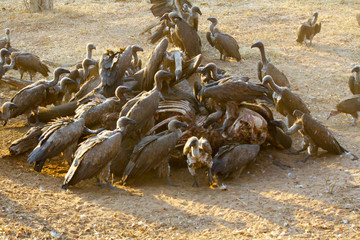 Dead elephant being eaten by vultures, Chobe National Park, Chobe river, Botswana