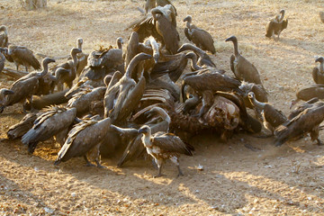 Dead elephant being eaten by vultures, Chobe National Park, Chobe river, Botswana