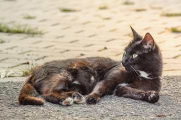 Eine schwarze Katze liegt entpannt auf einem Weg