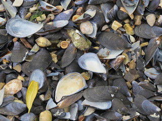 sea shells on the beach