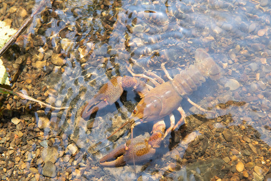 River crayfish in its natural habitat.