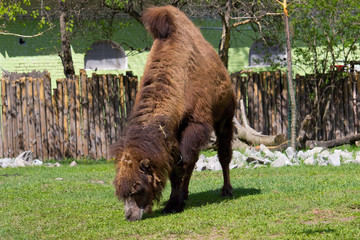 Camel