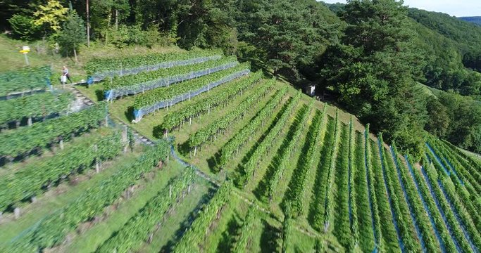 dans les vignes 