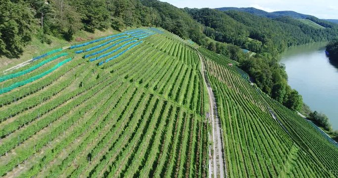 vineyards and Rhein river 