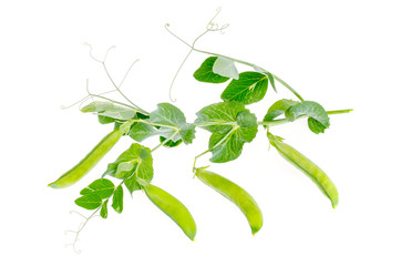 Fototapeta premium Branch of green peas with leaves and pods. Studio Photo