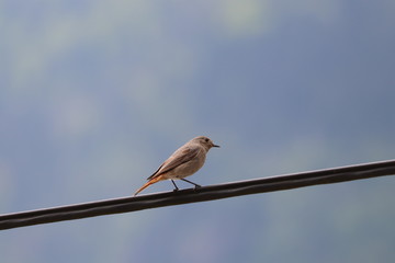 Female Black redstart with blue sky